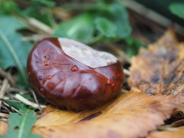 At kestanesi yağmurdan sonra çimlerde