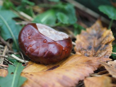 At kestanesi yağmurdan sonra çimlerde