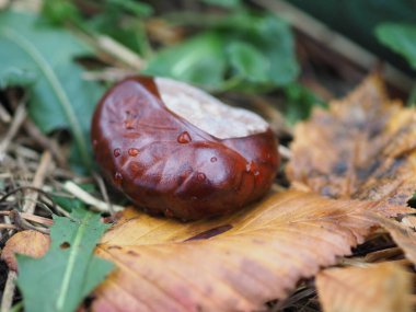 At kestanesi yağmurdan sonra çimlerde