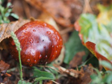At kestanesi yağmurdan sonra çimlerde