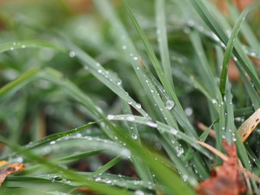 yeşil çimenler yağmur çiğ