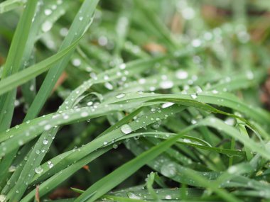 yeşil çimenler yağmur çiğ