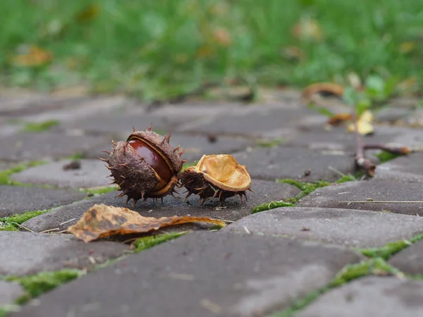 horse chestnut on rain-wet paving slabs