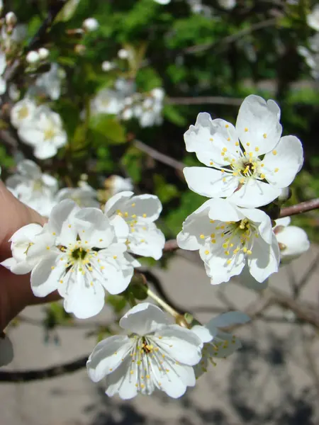 Fleurs Cerise Printemps — Photo