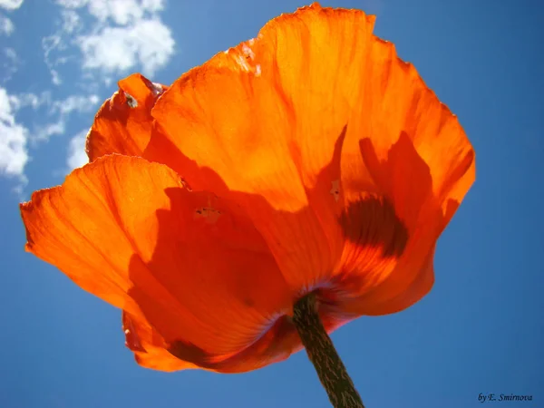 Amapola Contra Cielo —  Fotos de Stock