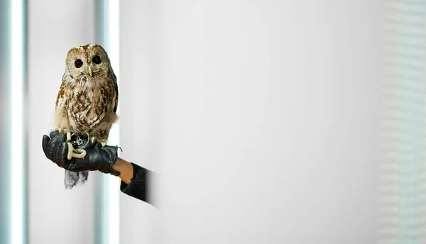 The owl on the hand in a special glove looks at the camera with interest — Stock Photo, Image