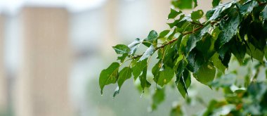 Bahar çiçekleri yağmur damlaları, soyut bulanık arka plan çiçekleri taze yağmur