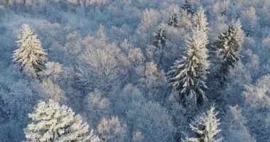 Kar ve buz kaplı ağaçlar.