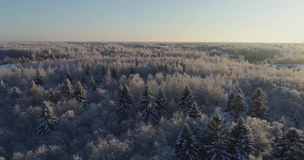 Träd Täckt Med Snö Och Frost — Stockvideo