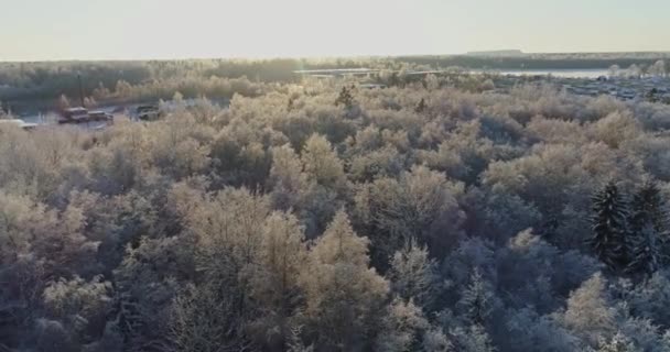 Árboles Cubiertos Nieve Heladas — Vídeos de Stock