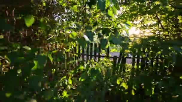 Caméra Volant Travers Les Arbres Jusqu Vieux Puits Steadicam Shot — Video