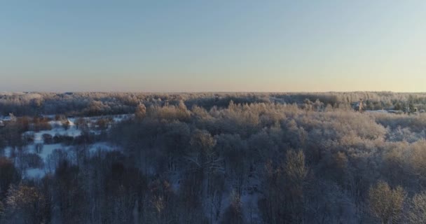 Árvores Cobertas Neve Geada — Vídeo de Stock