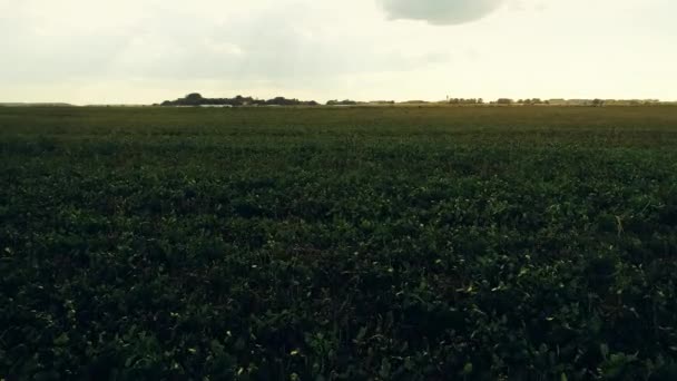 Потрясающая Воздушная Съемка Над Пышными Зелеными Полями Лугами Сельской Местности — стоковое видео