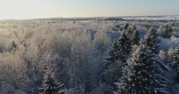 Træer Dækket Sne Frost – Stock-video