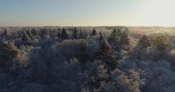 Bomen Bedekt Met Sneeuw Vorst — Stockvideo