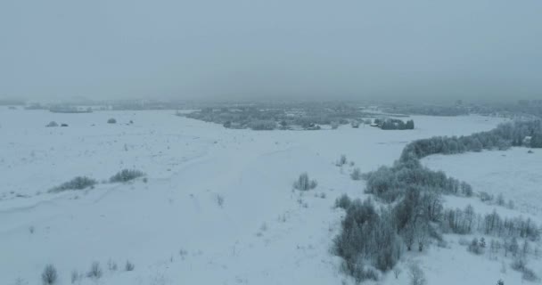 雪や霜に覆われた木 — ストック動画
