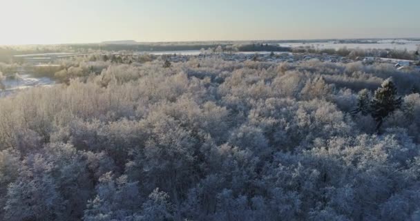 Stromy Pokryté Sněhem Mrazem — Stock video