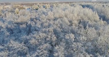 Kar ve buz kaplı ağaçlar.