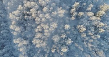 Kar ve buz kaplı ağaçlar.