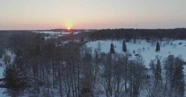 Träd Täckt Med Snö Och Frost — Stockvideo