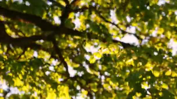 Caméra Volant Travers Les Arbres Jusqu Vieux Puits Steadicam Shot — Video