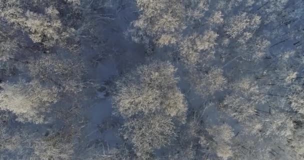 Alberi Coperti Neve Gelo — Video Stock