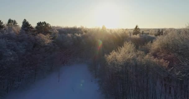 Bomen Bedekt Met Sneeuw Vorst — Stockvideo