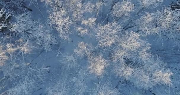 Árvores Cobertas Neve Geada — Vídeo de Stock