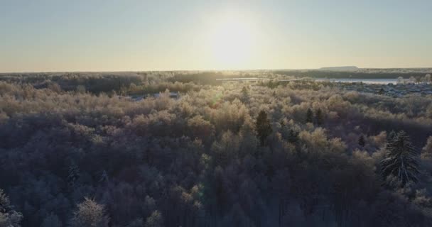 Bäume Mit Schnee Und Frost Bedeckt — Stockvideo