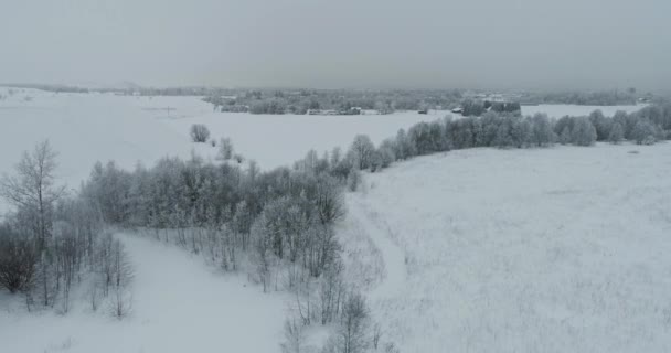 Bäume Mit Schnee Und Frost Bedeckt — Stockvideo