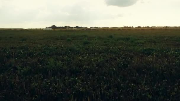 Impressionante Tiro Aéreo Sobre Campos Verdes Exuberantes Prados Campo Sombras — Vídeo de Stock