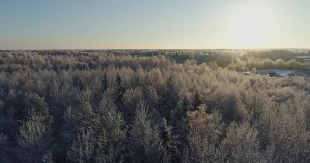 Arbres Couverts Neige Givre — Video