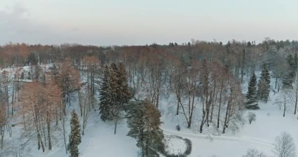 Trees Covered Snow Frost — Stock Video