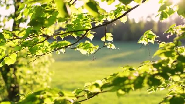 Fotocamera Che Vola Attraverso Gli Alberi Fino Vecchio Pozzo Steadicam — Video Stock