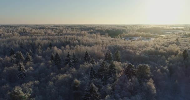 Bomen Bedekt Met Sneeuw Vorst — Stockvideo