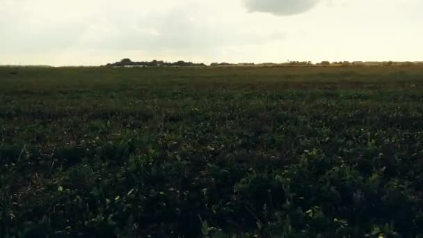 Ohromující Letecká Střela Přes Svěží Zelená Pole Louky Venkově Stíny — Stock video