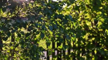 Eski de ağaçların arasından uçan kamera. Steadicam atış.