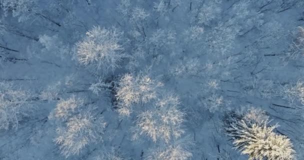 Árvores Cobertas Neve Geada — Vídeo de Stock