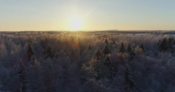 Drzewa Pokryte Śniegiem Mrozem — Wideo stockowe