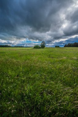 Yeşil buğday tarlası. Yaz fırtınası manzarası. Güzel bulutlar. Epik Doğa manzara.