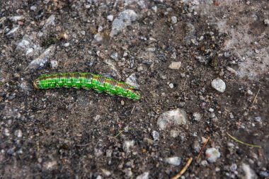 Bir zemin closeup yeşil tırtıl.