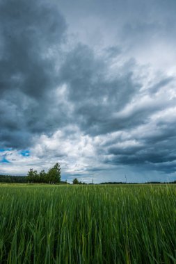Yeşil alan. Yaz manzarası. Güzel bulutlar. Doğa manzarası. 