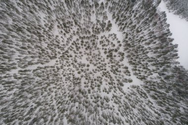 Karla kaplı kış ormanının havadan görünüşü.