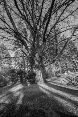 Parkta kuru büyük ağaç. Siyah beyaz