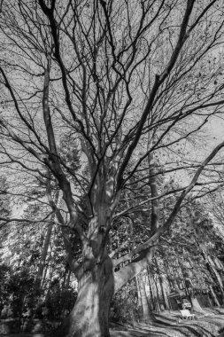 Parkta kuru büyük ağaç. Siyah beyaz