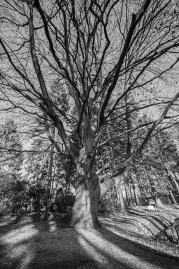 Parkta kuru büyük ağaç. Siyah beyaz