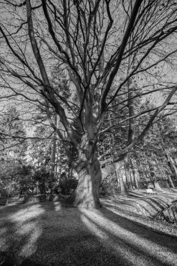 Parkta kuru büyük ağaç. Siyah beyaz