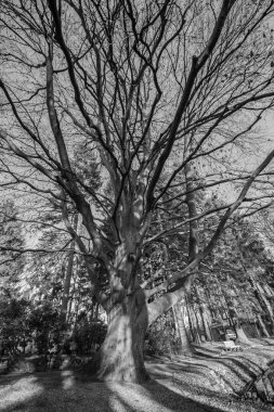 Parkta kuru büyük ağaç. Siyah beyaz