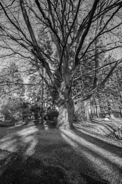 Grosso Albero Secco Nel Parco Bianco Nero — Foto Stock