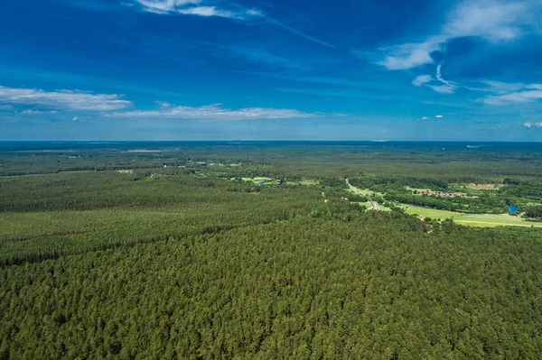 緑の木々の航空写真 上から見た緑の木 — ストック写真
